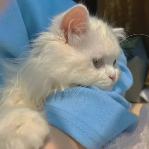 李清念 profile image