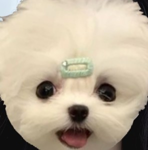 지뢰 profile image