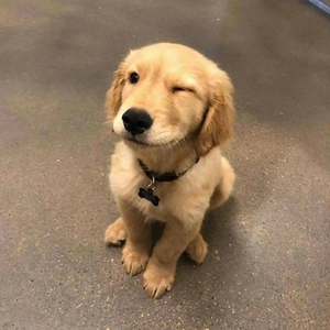 아펜 profile image