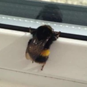 꿀벌궁둥짝 profile image