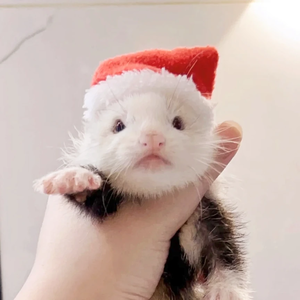 圆酱 profile image