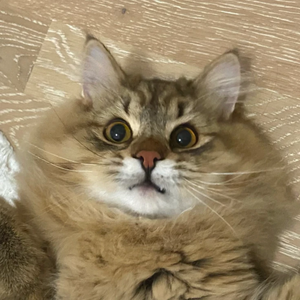 subasssss profile image