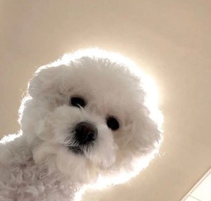 草鱼大 profile image