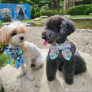 艾迪吃鸭蛋 profile image