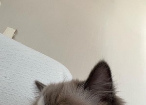 렝지 profile image