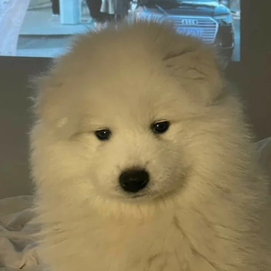 피곤한댕뭉이 profile image