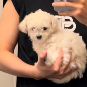 我是拨弦的dog profile image