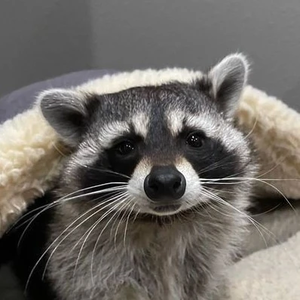 cream01 profile image