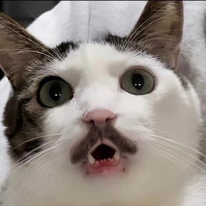 bbxoxo09-hiatus- profile image