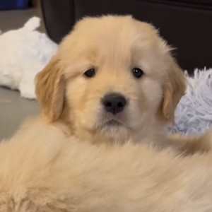 phaluisonn profile image