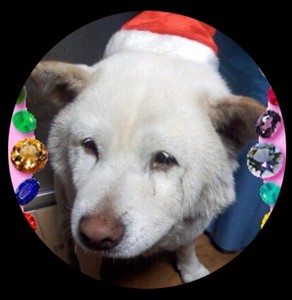 くろくま profile image