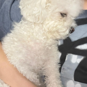 쫑쳔러 profile image