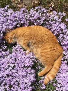 Shobal profile image