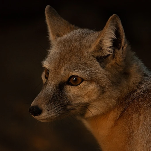 대왕북극여우보다더큰여우 profile image