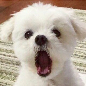 햄조토 profile image