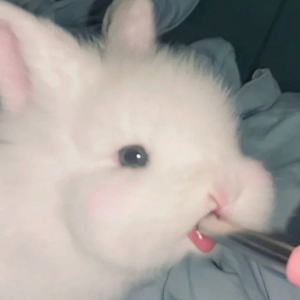 rabbit42 profile image