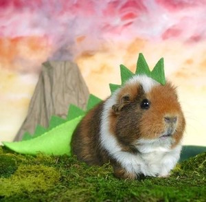 syyuiy profile image