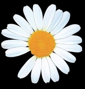 Emsibuin profile image