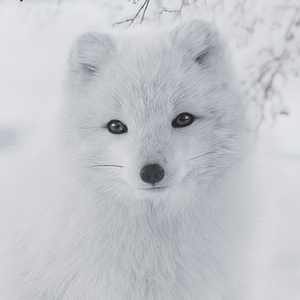 대왕북극여우보다더큰여우 profile image